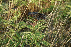Sambucus ebulus