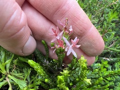 Exobasidium cassiopes