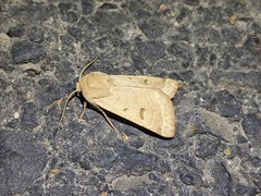 Dichagyris variabilis