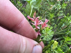 Exobasidium cassiopes