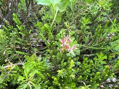 Exobasidium cassiopes