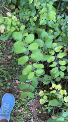 Symphoricarpos orbiculatus