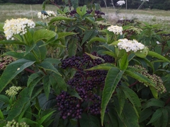 Sambucus ebulus