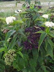 Sambucus ebulus