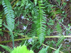 Campanula californica