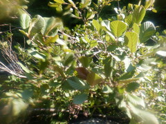 Alnus serrulata