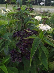 Sambucus ebulus