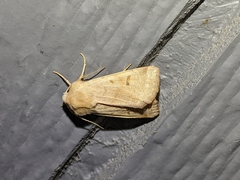 Dichagyris variabilis