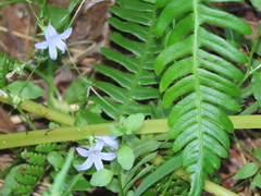 Campanula californica