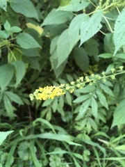 Agrimonia gryposepala