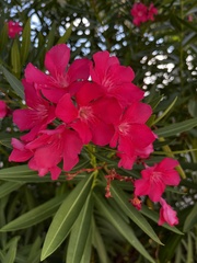 Nerium oleander