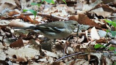 Fringilla coelebs coelebs