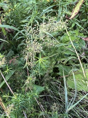 Galium verum