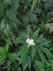 Sambucus ebulus