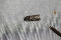 Acrobasis tricolorella