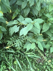 Agrimonia gryposepala