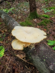 Pleurotus