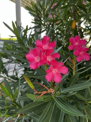 Nerium oleander