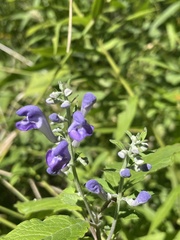 Scutellaria incana