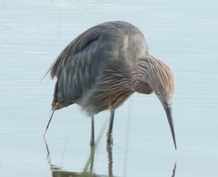 Egretta rufescens