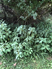 Agrimonia gryposepala