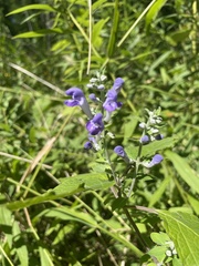 Scutellaria incana