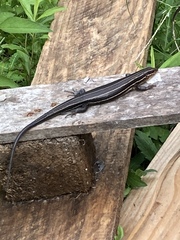 Cryptoblepharus pulcher