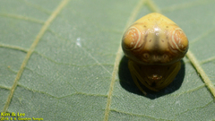 Cyrtarachne inaequalis