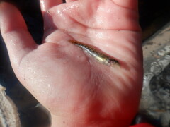 Etheostoma stigmaeum