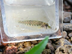 Etheostoma occidentale