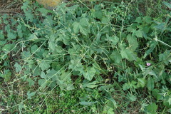 Althaea cannabina