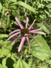 Echinacea purpurea