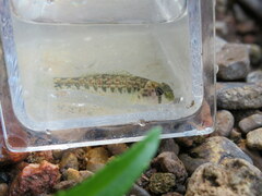 Etheostoma occidentale