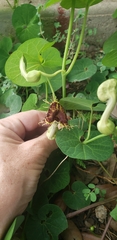 Aristolochia fimbriata