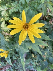 Helianthus divaricatus