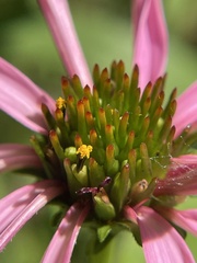Echinacea purpurea