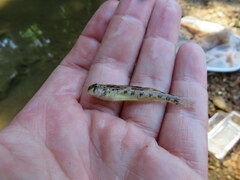 Etheostoma occidentale