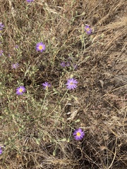 Dieteria canescens