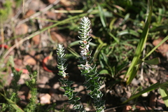 Senecio pauciflosculosus