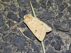 Dichagyris variabilis