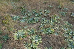 Salvia aethiopis