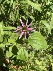 Echinacea purpurea