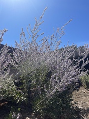 Limonium ramosissimum
