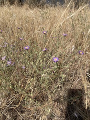 Dieteria canescens
