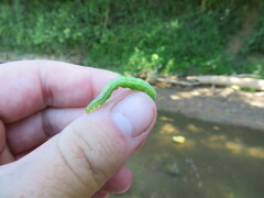 Trichoplusia ni