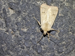 Dichagyris variabilis