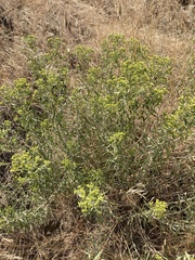 Chrysothamnus viscidiflorus