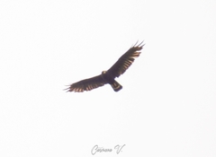 Buteo albonotatus