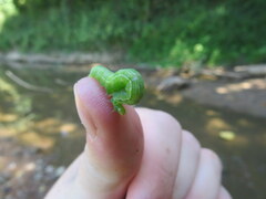 Trichoplusia ni