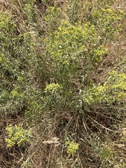 Chrysothamnus viscidiflorus